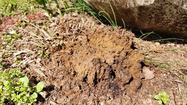 Dry powders as a likely residue of a poisonous mushroom after a rain in spring