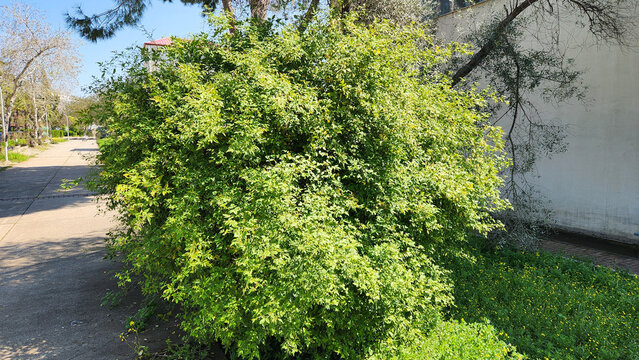 Italian jasmine (Chrysojasminum humile, formerly Jasminum humile) is a semi-evergreen climbing shrub belonging to the olive family (Oleaceae). It features graceful, arching stems with pinnate leaves, 