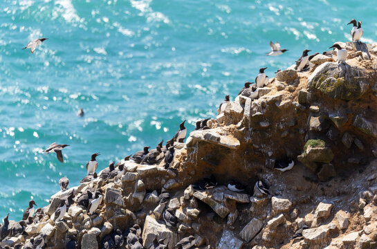 Guillemot seabirds "Uria aalge" nesting in dense breeding colony on cliff at Saltee Island along Atlantic coast . Group or Bazaar of black and white feathered auk birds during summer. Wexford, Ireland