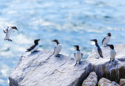 Group of Guillemot and Razorbill seabirds meet on large rock along Atlantic coast at Saltee Islands. One bird flying in to land. Wild Auk birds in summer breeding colony. Wexford, Ireland