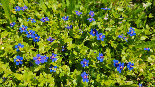 Blue pimpernel or poor man's weatherglass (Lysimachia foemina, formerly called Anagallis foemina) in springtime as a nature background