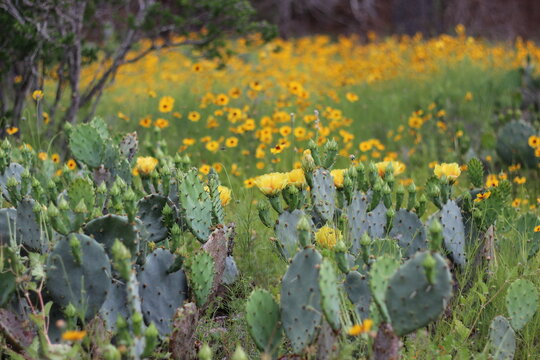 yellow flowers two ways