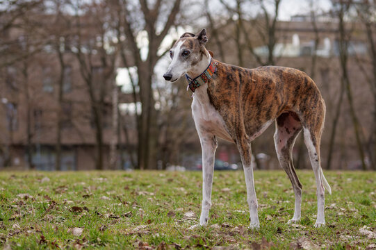 Athletic brindle Greyhound running and sprinting through a park