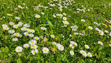 White delicate flowers of daisies (Bellis perennis) in a park garden in springtime as nature background © cilicia