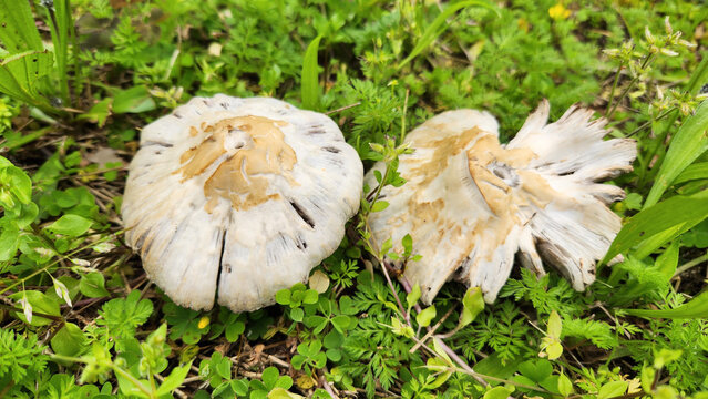 Common brittlestem (Candolleomyces candolleanus, formerly Psathyrella candolleana), is a species of fungus in the family Psathyrellaceae. The color is tannish when young, fading to white, and found in