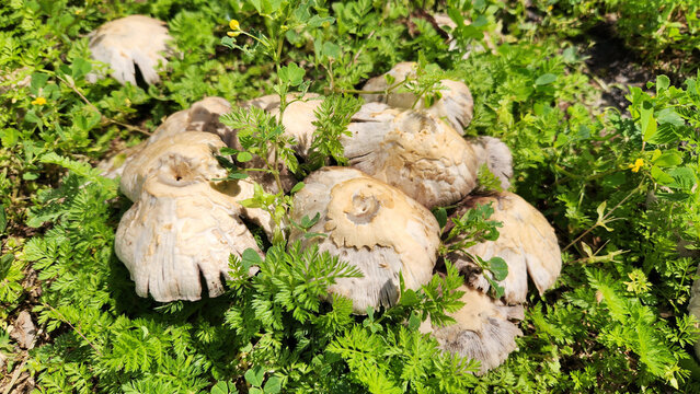 Common brittlestem (Candolleomyces candolleanus, formerly Psathyrella candolleana), is a species of fungus in the family Psathyrellaceae. The color is tannish when young, fading to white, and found in