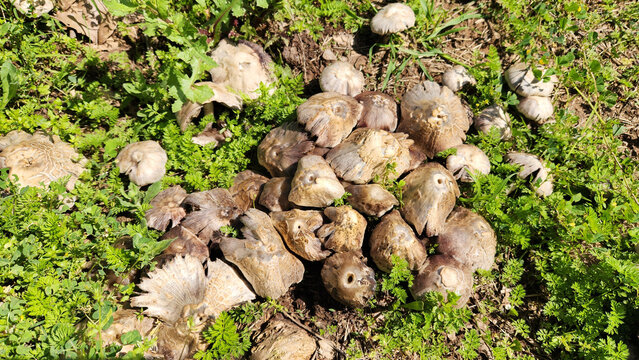 Common brittlestem (Candolleomyces candolleanus, formerly Psathyrella candolleana), is a species of fungus in the family Psathyrellaceae. The color is tannish when young, fading to white, and found in