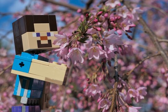 Minecraft action figure of Steve touching beautiful pink flowering spring branch tip of Winter-flowering Cherry, also called Spring Cherry or Rosebud Cherry, latin name Prunus subhirtella.  