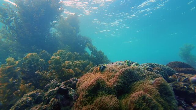 Clark's anemonefish (Amphiprion clarkii) swimming in sea anemone among corals and algae. Blue water with surge movement and reef environment. Natural marine habitat underwater. Filmed in Nha Trang