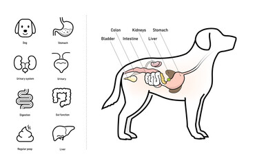 Fototapeta premium The dog digestive system illustration with set of icons for dogs health projects. The outline icons are well scalable and editable. Contrasting elements are good for different backgrounds. EPS10.