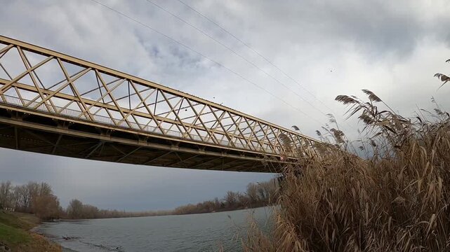Yellow reeds against the backdrop of a beautiful wide river, a large concrete bridge is still visible, birds are sitting on the railings of the bridge, birds are taking off and landing back on the bri