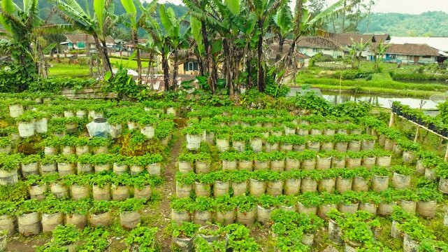 Aerial view of small agricultural plots arranged among trees in a rural green environment.
