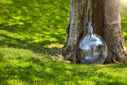 Large vintage glass carboy bottle Olive Oil old olive tree trunk sunny green garden green grass. Beautiful reflections glass. Rustic outdoor still life Italy bright summer light.