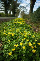 Obraz premium Celandine Flowers