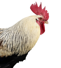 Profile portrait of a majestic rooster with white and grey plumage and a bright red comb. Close-up of a cockerel head isolated on white background, domestic farm bird concept © Yuliia