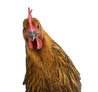 Funny front view portrait of a brown hen looking directly at the camera with curiosity. Close-up of a chicken head with red comb and wattle isolated on white background, farm animal concept