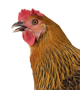Profile portrait of a brown hen with an open beak, appearing to cluck or sing, isolated on a white background. Close-up of a domestic chicken head with golden and black feathers, red comb, and wattle
