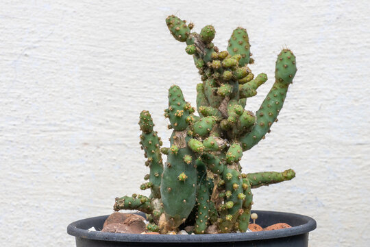Opuntia monacantha f. monstruosa cactus in a pot against a white wall. Ideal image for exotic botany, design and decoration themes.