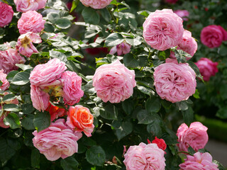 Obraz premium Pink English Garden Roses David Austin Style Blooming Floral Background. Rosengarten Volksgarten in Vienna.