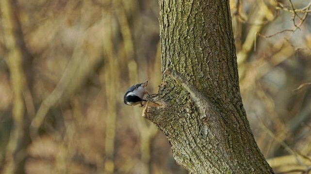 White-Breasted Nuthatch