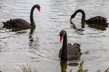 Fototapeta premium Three black swans (Cygnus atratus) swimming on calm water, creating soft ripples. One bird in the foreground and two in the background add depth in a natural outdoor aquatic environment.