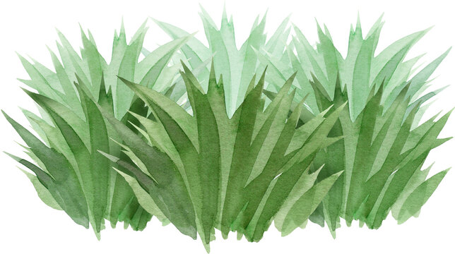 Hand drawn watercolor green grass bush illustration. This isolated meadow element features soft textures and natural shades, perfect for spring designs, garden scenes, and landscape compositions.