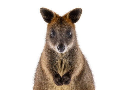 Isolated cute swamp wallaby standing curious and attentive, adorable wild animal looking at camera