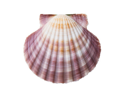 Isolated Scallop Shell, Detailed Pecten Bivalve Mollusk with Ribbed Surface and Natural Colors.