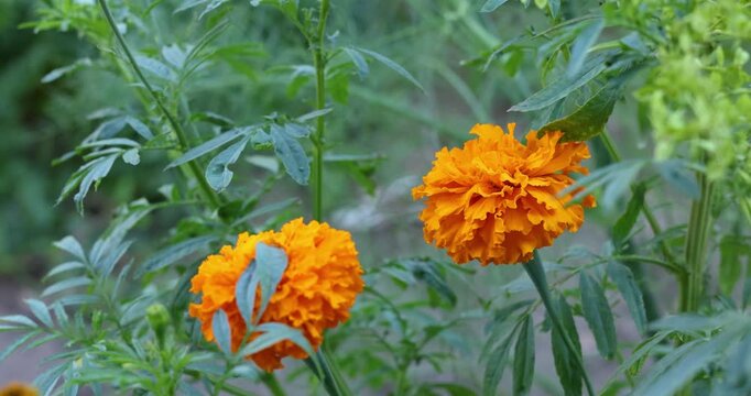 Vibrant orange marigold flowers gently swaying