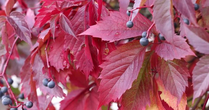 Virginia creeper plant with red leaves and berries in autumn