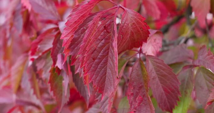 Red virginia creeper leaves swaying gently