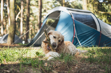 Naklejka premium Adorable Golden Retriever Dog Lying By A Touristic Camp Tent Playing With A Stick