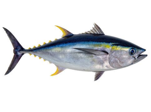 Isolated close-up of a fresh vibrant yellowfin tuna fish studio shot ready for culinary use