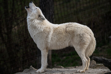 Obraz premium Howling Hudson Bay wolf in nature.