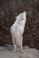 Howling Hudson Bay wolf in nature. © lapis2380