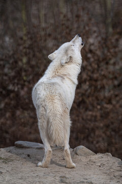 Howling Hudson Bay wolf in nature.