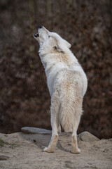 Howling Hudson Bay wolf in nature. © lapis2380