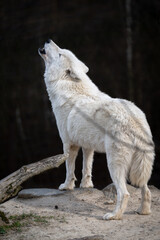 Howling Hudson Bay wolf in nature. © lapis2380