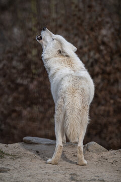 Howling Hudson Bay wolf in nature.