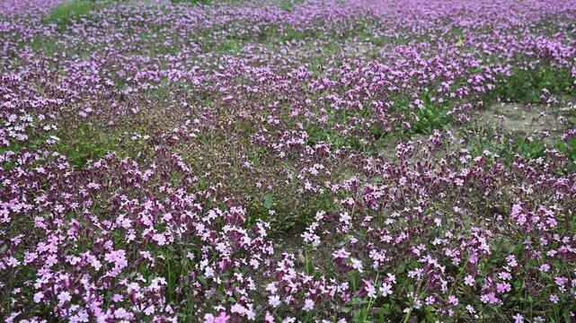 4K high resolution footage of a wide view showing a field covered with Silene aegyptiaca purple wildflowers, highlighting nature beauty and spring season. Top view outdoors