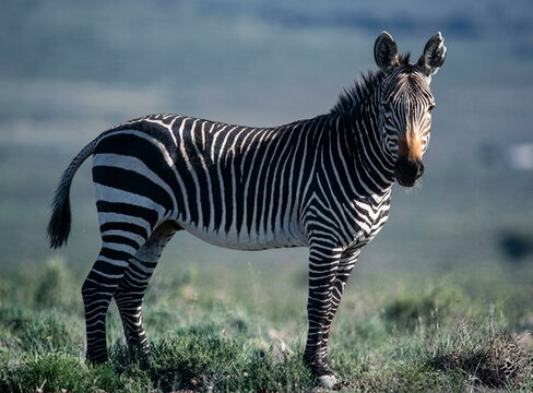 zebra in the savannah