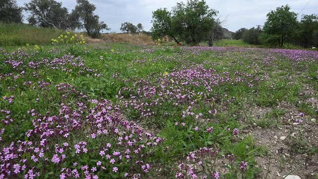 Spring scenic countryside landscape 4k resolution video. Olive grove with a vibrant carpet of small pink and purple silene aegyptiaca wildflowers underneath. Serene nature landscape Cyprus