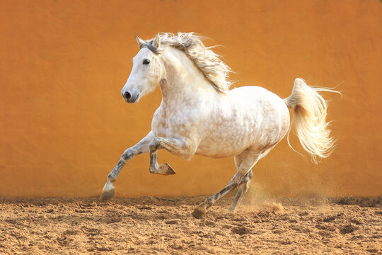 Spanischer Hengst (Schimmel) im Galopp vor gelber Wand 