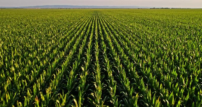 Drone flying backward over green cornfield