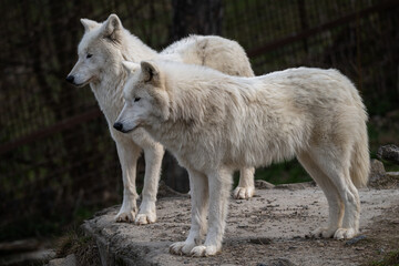 Hudson Bay wolf outdoors in nature. © lapis2380