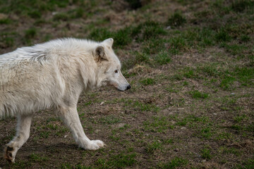 Fototapeta premium Hudson Bay wolf outdoors in nature.