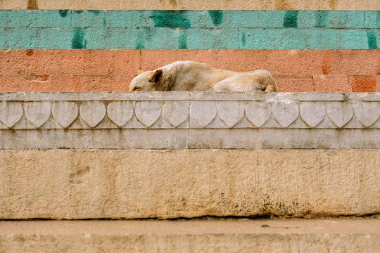Sleeping dog on colorful Indian stone steps