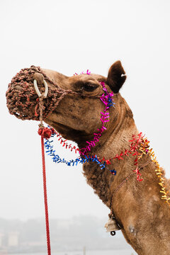 Decorated camel at Indian festival display