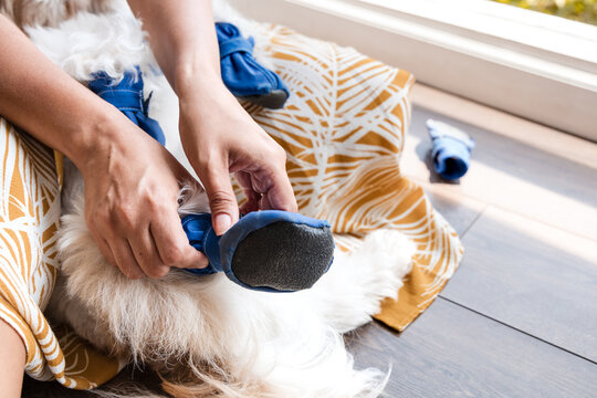 Close up of hands putting blue protective bootie on dog paw
