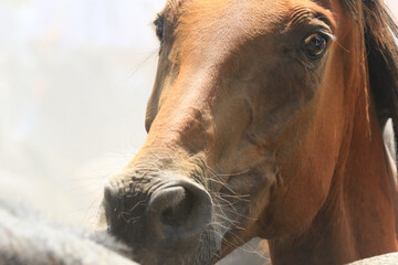 Nahaufnahme von einem Fohlen - Pura Raza Espanola (P.R.E.) © Petra Eckerl